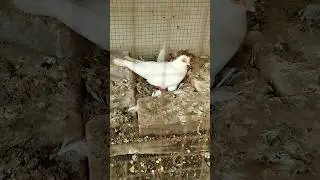 #budapest #pigeon #breeding #pair #reels