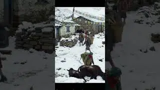 NEPALI LIFESTYLE  #youtubeshorts #nepal #indianepal