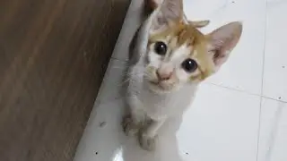 Hungry kittens😆 and cats cute meowing ❤for food |Daily Kitten and all funny pets morning routine fun