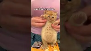 cats getting better at dancing 💃