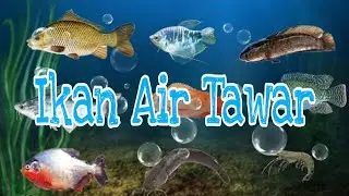 Pembelajaran Daring Paud, Ikan Air Tawar