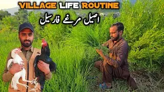 Aseel Murgy Gunjy Bhai 🤣 K Village Life Daily Routine MB Vlogs 