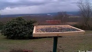 PA Bird Feeder Cam With A View Live Live Stream