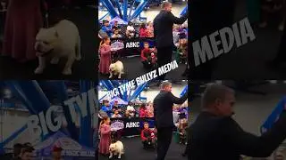 WHAT IS ABKC NATIONALS ?? DOG SHOW | AMERICAN-BULLY #dog #pitbull #abkcamericanbully #abkcbully