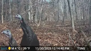 Deer & turkeys galore: KY Trail Cam Adventures