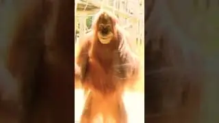Orangutan smiling 🤡 #shorts #memes #meme #editing #fyp #fypviralシ #orangutan#monkey #funny