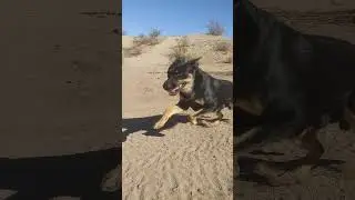Mando - Blue Heeler German Shepherd Mix