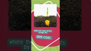 🌱 Ag 101: What is Germination?
