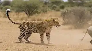 Two Warthogs Turn The Tables On The Leopard #craft #dog #wildlife #wolf 