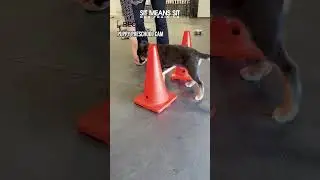 Puppy Preschool Cam! | Sit Means Sit Dog Training Orange County