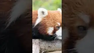 #redpanda #boredpanda