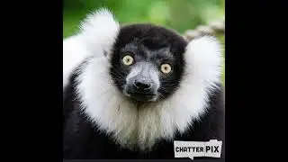 Lemur Communication