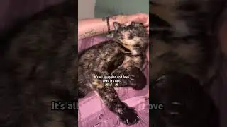 Spicy tortie cats. Snuggles and bites. #catshorts #spicycat #catbite #catcuddle #tortiecats #cat