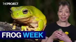 Aussies Called To Count Frogs