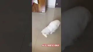 Funniest cat 🐈 #trending #cat #funny #perciancat