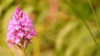 Pyramidal Orchid Vassilis Lappas