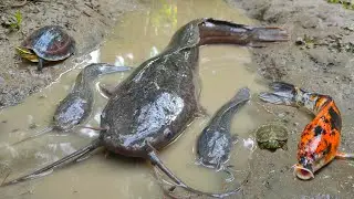 Tangkap ikan lele besar dalam lubang, ikan hias, ikan koi, ikan mas, gurame, ikan cupang, kura-kura