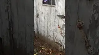 What does lead paint look like?