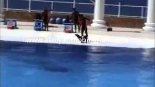 Schwimmen mit den Delphinen Delphin Delfin Alanya T&uuml;rkei