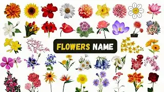 50+ Flowers Name in English with Hindi meaning | फूलों के नाम अंग्रेजी में | Flowers Vocabulary