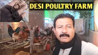 Mealworms and Superworms | desi poultry farming in India