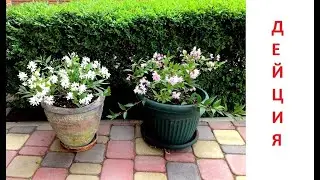 Дейция карликовая в контейнерах. Юки Черри Блоссом . Deutzia Yuki Cherry Blossom, Yuki Snowflake