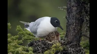 Bonaparte's Gull and Boreal Ponds