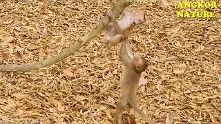 So funny! Monkey Axel playing with baby monkey in Amber troop | Angkor Nature
