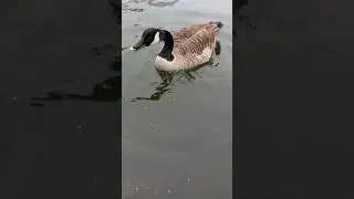 Hand feeding the geese