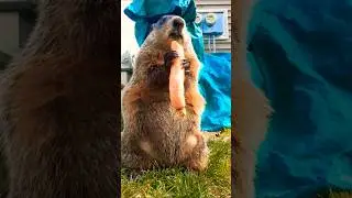 Mr. Sparkle The Crows Are Going To Caw At This Dad Joke 🥕🐾 #groundhog #funny #lol #cute #adorable