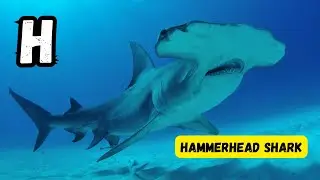 ABC Ocean Giants: Learn About Sharks, Whales, and Dolphins for Kids #abcd #kids #viral#learnenglish