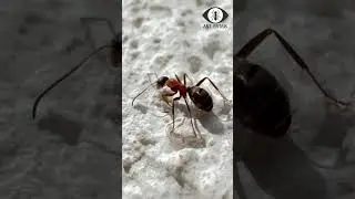 ANT EXPERTS HERE ??