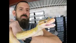 VLOG #10 - BAD NEWS! MY BALL PYTHON HAS A RESPIRATORY INFECTION (URI)