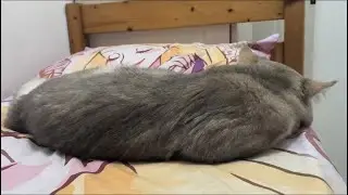 11 month old kitten cat Pepper sleeping on bed