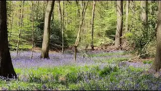 Bluebell wood - Family walk in Lambridge Wood near Henley-on-Thames (2021)