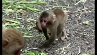 Baby monkey chasing mom