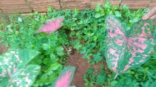 🌸 Cal&aacute;dios Raros e Exuberantes: Cores Que Transformam Qualquer Ambiente