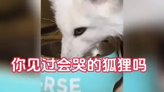 【正版小七的旅行第141集】一人一狗一狐狸自駕環遊祖國邊境線，你見過會哭的狐狸嗎？小可愛走丟6天，回來變乖啦！