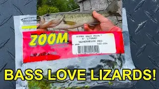 Zoom Lizard Fishing From Shore