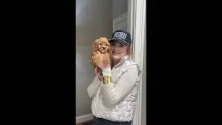 Odie Cavapoos R Us