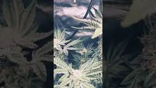 First grow first flowering stage #firstgrow #indoorgrowing  #strain #grow #cannabis