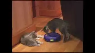 Bach Toccata in D Minor and the Kitties