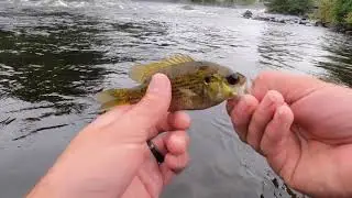 Multi Species Fly Fishing In High Water