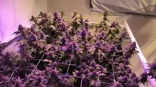 Cookies Strain Flowering Week 7