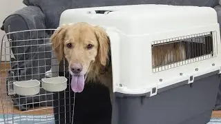 SportPet Designs Plastic Kennels Rolling Plastic Airline Approved Wire Door Travel Dog Crate, Gray