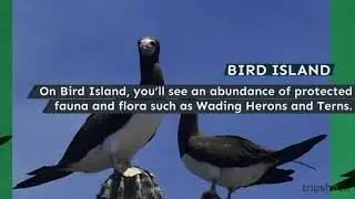 The Orange Beach Islands Visitors Guide