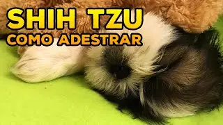 Shih Tzu Filhote 45 dias: Como Adestrar Shih Tzu Primeiros Cuidados