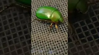 Shiny Green Chafer Beetle #insects #nature Vandu