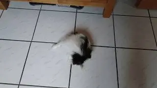 Chiko im Kreisverkehr