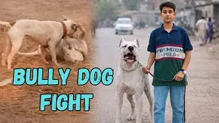 First video pet vlog squad bully dog fight 😨😨